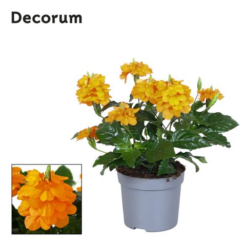 Crossandra infundibuliformis 'Fortuna'