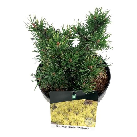 Pinus mugo 'Carsten'