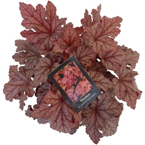 Heuchera 'Carnival Peach Parfait'