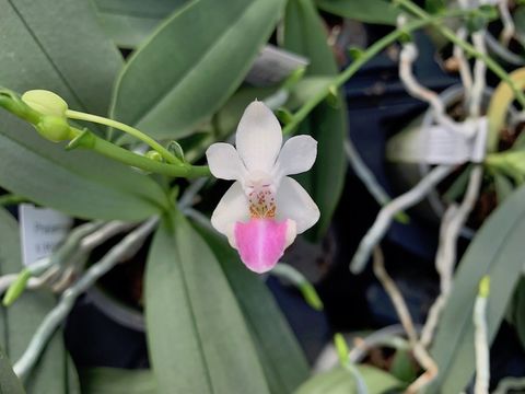 x Doritaenopsis Anna-Larati Soekadi x Phalaenopsis lobbii