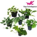Epipremnum pinnatum MIX