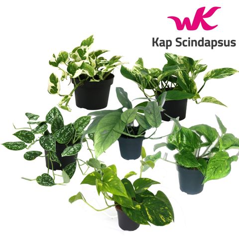 Epipremnum pinnatum MIX