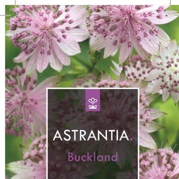Astrantia 'Buckland'