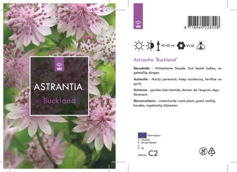 Astrantia 'Buckland'