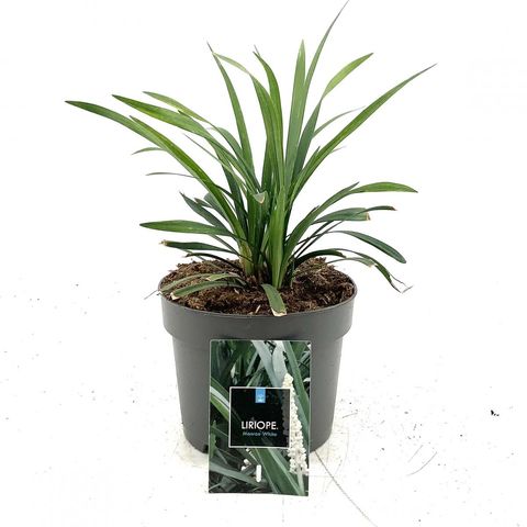 Liriope muscari 'Monroe White'