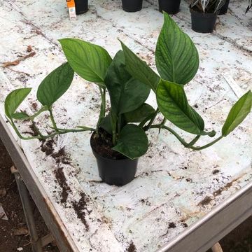 Monstera pinnatipartita