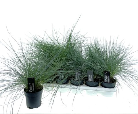 Festuca valesiaca 'Glaucantha'