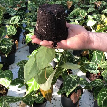 Anthurium crystallinum