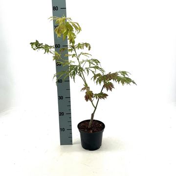 Acer japonicum 'Aconitifolium'