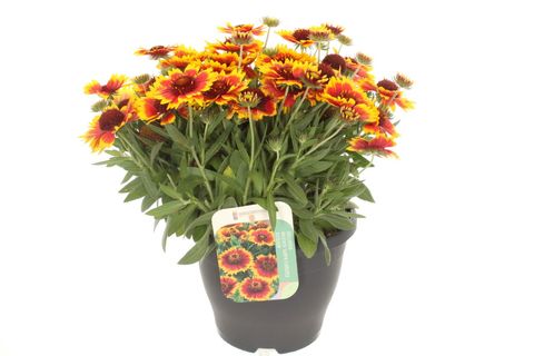 Gaillardia aristata GUAPA FLAMENCO BICOLOUR