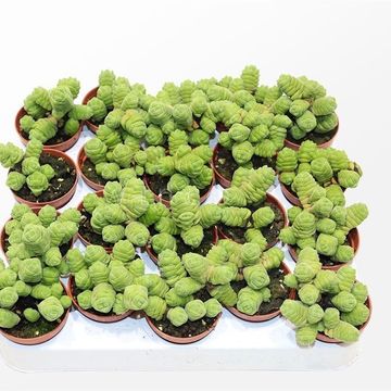 Crassula columella