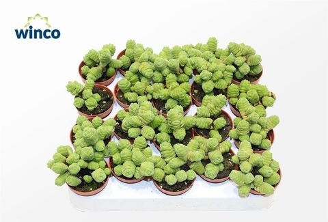 Crassula columella