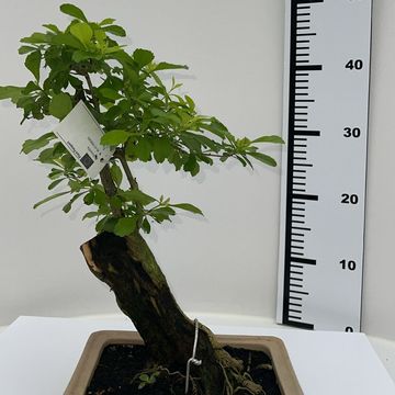 Duranta erecta