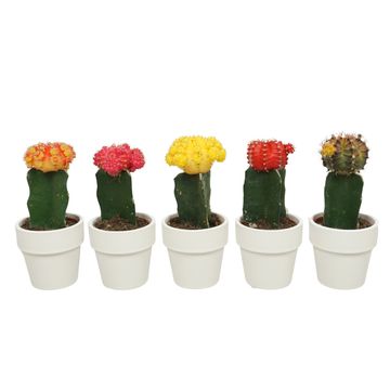 Gymnocalycium mihanovichii MIX