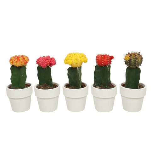 Gymnocalycium mihanovichii MIX