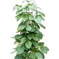Tetrastigma voinierianum