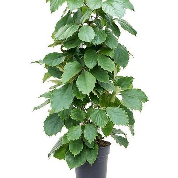 Tetrastigma voinierianum