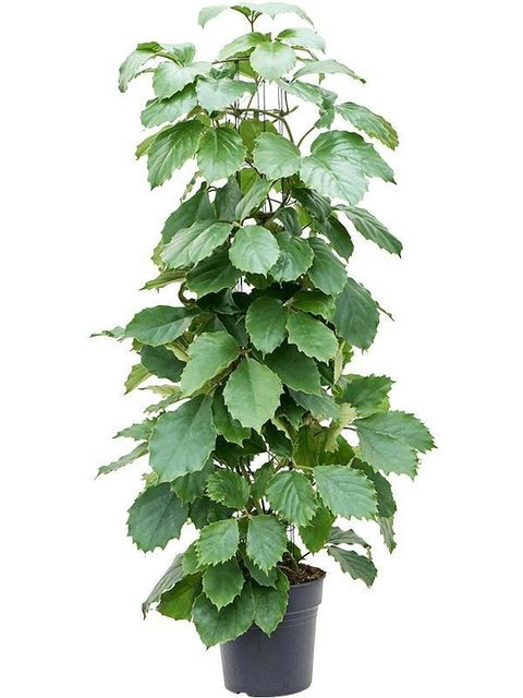 Tetrastigma voinierianum