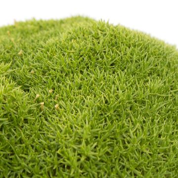 Sagina subulata 'Pine Green'