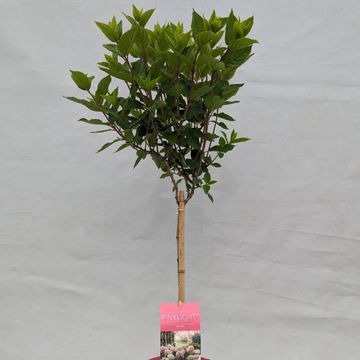 Hydrangea paniculata GARDENLIGHTS PINKLIGHT