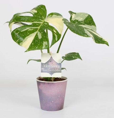 Monstera 'Thai Constellation'