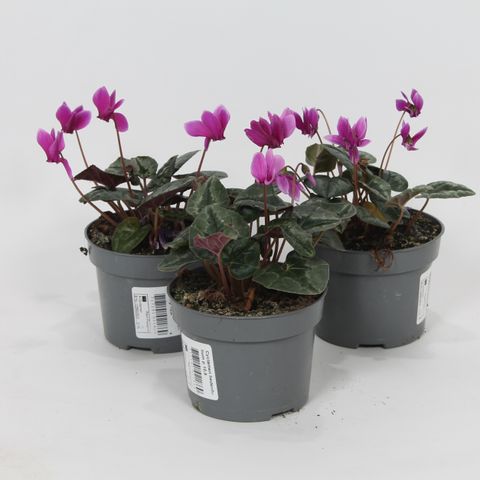 Cyclamen hederifolium