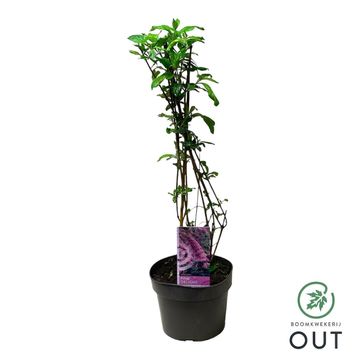 Buddleja davidii 'Pink Delight'