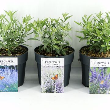 Perovskia atriplicifolia MIX