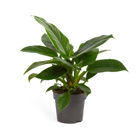 Philodendron 'Imperial Green'