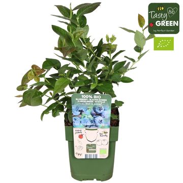 Vaccinium corymbosum BLUE ROMA