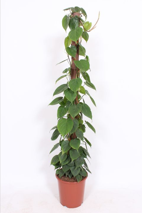Filodendro scandens