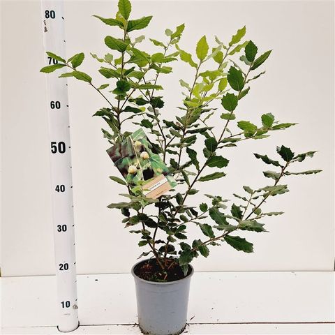 Quercus ilex