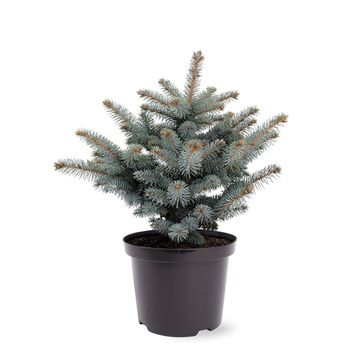 Picea pungens 'Глаука Глобоза'