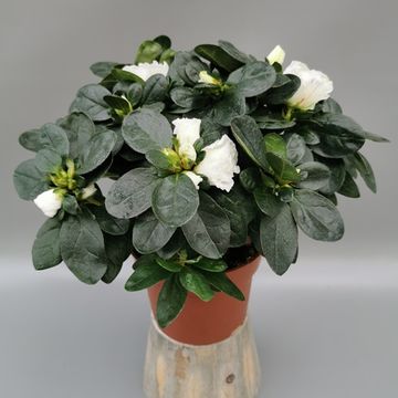 Rhododendron 'Madame Troch'