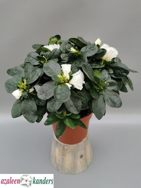 Rhododendron 'Madame Troch'