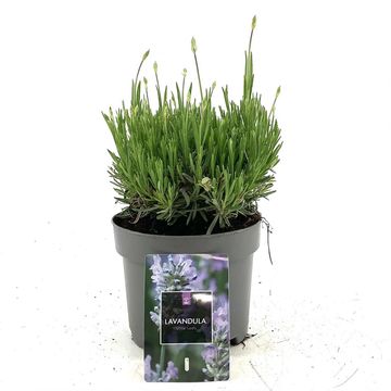 Lavandula angustifolia LITTLE LADY