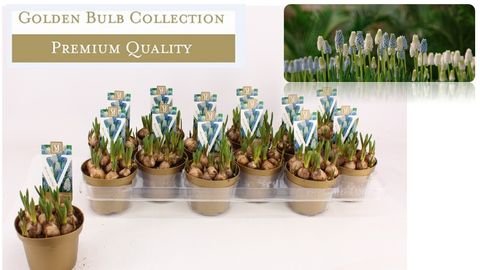 Muscari MIX IN POT