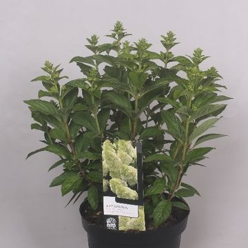 Hydrangea paniculata MAGICAL CANDLE