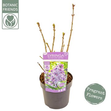 Syringa vulgaris 'Président Grévy'