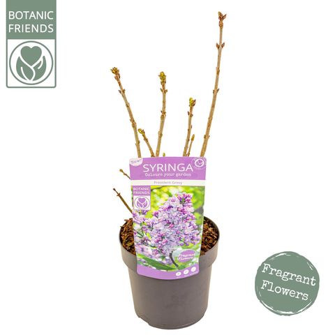 Syringa vulgaris 'Président Grévy'