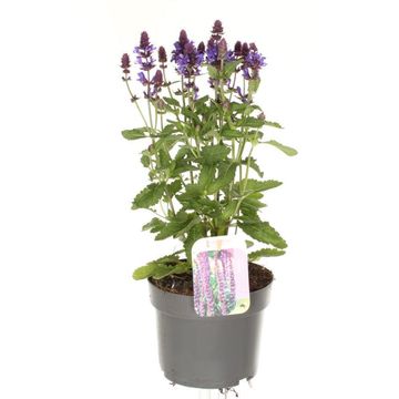 Salvia x sylvestris BLUE MARVEL
