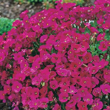 Aubrieta 'Cascade Red'