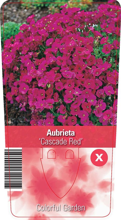Aubrieta 'Cascade Red'