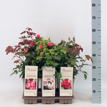 Rosa FRAGRANT ROSES MIX