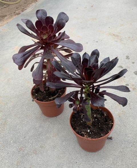Aeonium arboreum