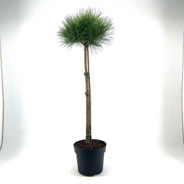 Pinus sylvestris