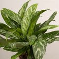 Aglaonema 'Green Lady'