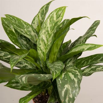 Aglaonema 'Green Lady'