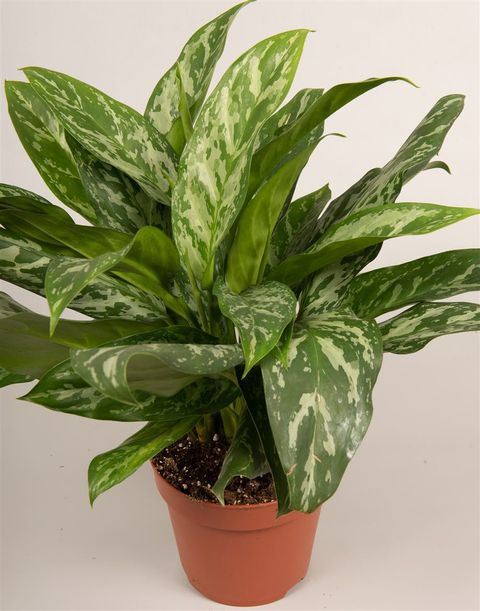 Aglaonema 'Green Lady'