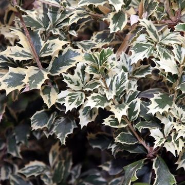 Osmanthus heterophyllus 'Variegatus'